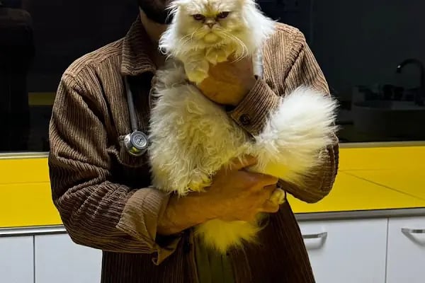 Petstory Veteriner Kliniği 7/24 Küçükçekmece - Resim 5