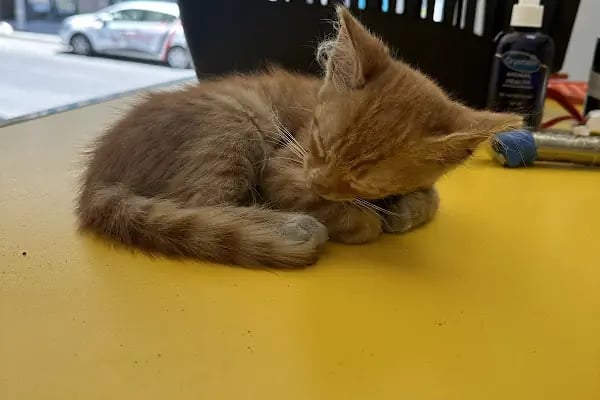 Petstory Veteriner Kliniği 7/24 Küçükçekmece - Resim 4