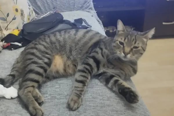 Petstory Veteriner Kliniği 7/24 Küçükçekmece - Resim 14