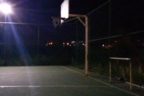 Denizİstanbul Tenis Kortu - Resim 2