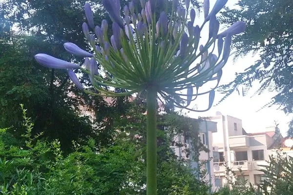Ordu Caddesi Parkı - Resim 3