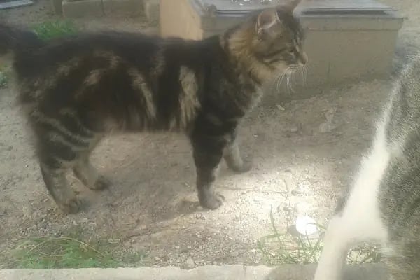 Ordu Caddesi Parkı - Resim 6