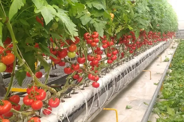 Itc Katı Atık Yönetimi - Resim 2