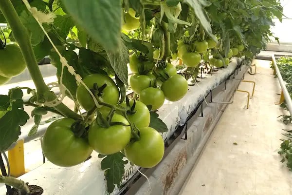 Itc Katı Atık Yönetimi - Resim 14