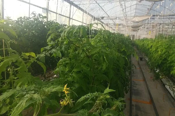 Itc Katı Atık Yönetimi - Resim 17