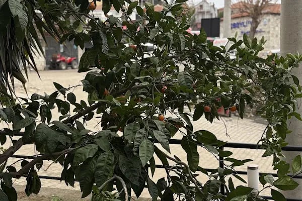 Dalyan Otel - Resim 6