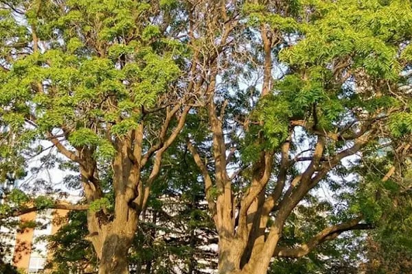 Meclis Parkı - Resim 18