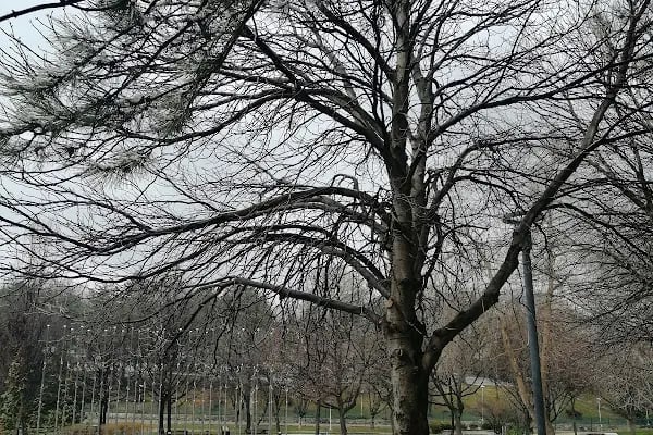 Meclis Parkı - Resim 6