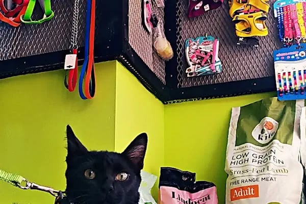 Yağmur Veteriner Kliniği - Resim 13