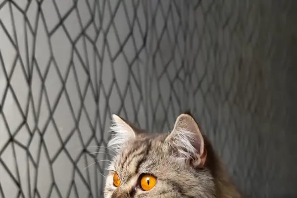 Yağmur Veteriner Kliniği - Resim 10