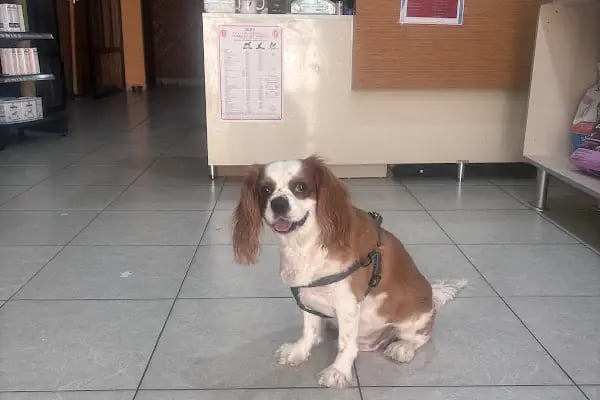 Yağmur Veteriner Kliniği - Resim 12