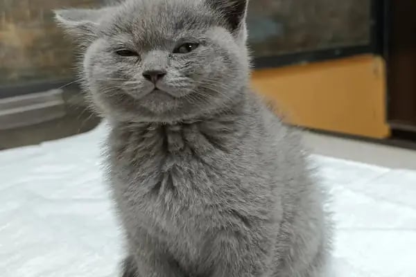 Yağmur Veteriner Kliniği - Resim 4