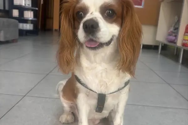 Yağmur Veteriner Kliniği - Resim 6