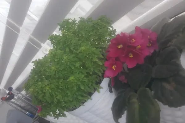 Sera Evleri Sitesi - Resim 13