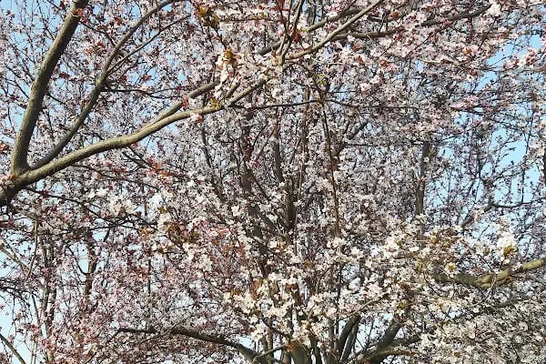 Kardeşlik Parkı - Resim 12