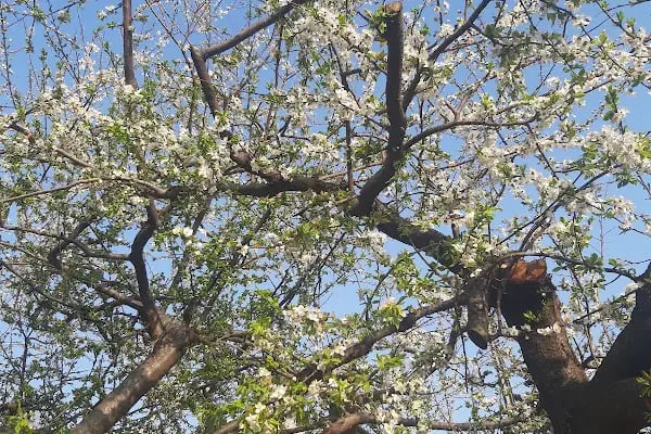 Kardeşlik Parkı - Resim 16