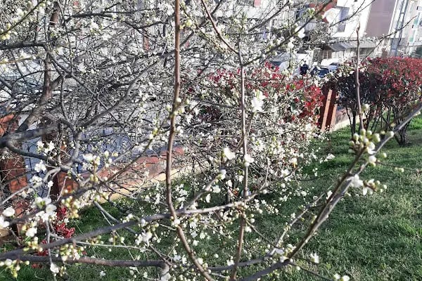 Kardeşlik Parkı - Resim 8