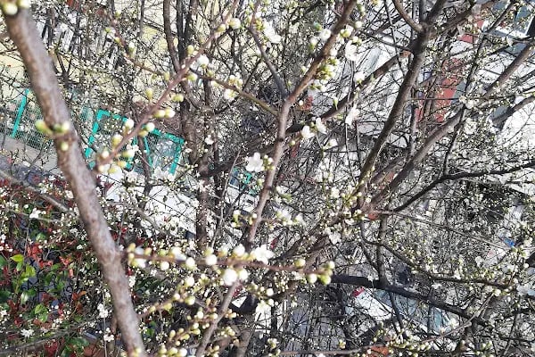 Kardeşlik Parkı - Resim 19