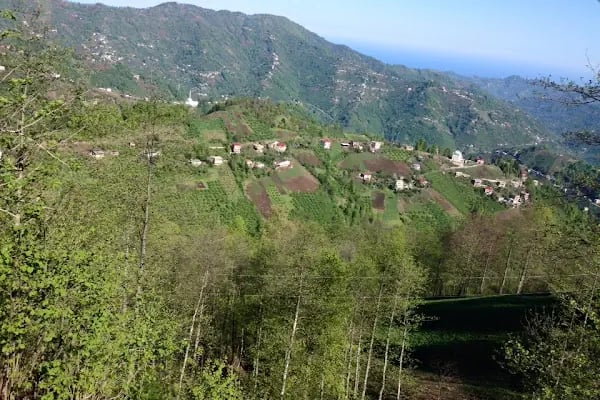 Ağaçlı - Resim 3