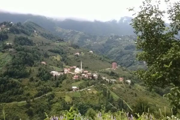 Ağaçlı - Resim 2