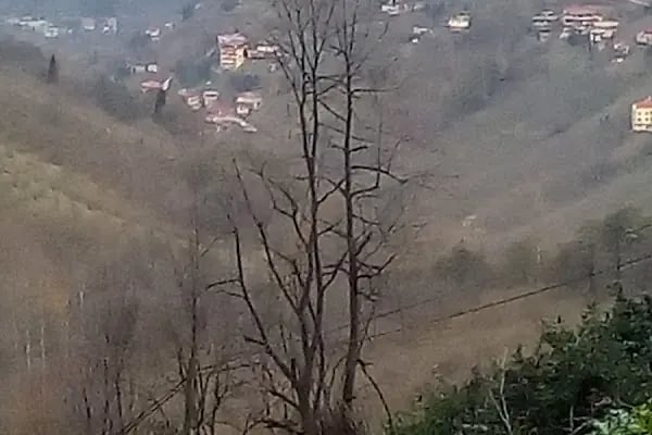 Ağaçlı - Resim 11