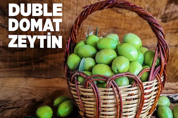 Ham Zeytin - Resim 5