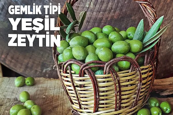 Ham Zeytin - Resim 2