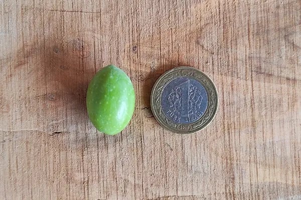 Ham Zeytin - Resim 6