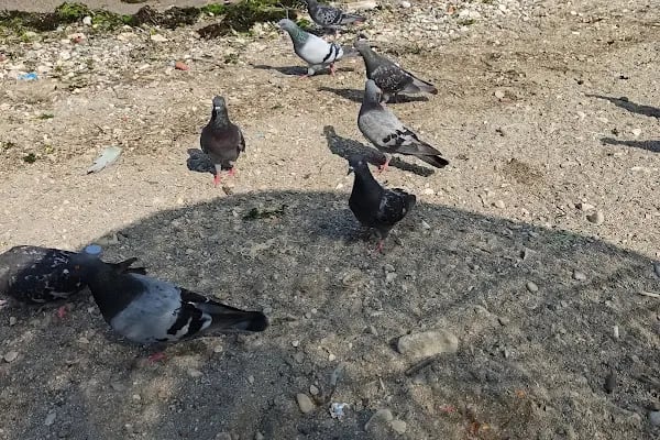 Burgaz Altınkum Halk Plajı - Resim 11