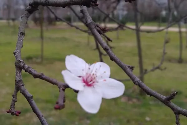 Çağdaşkent Parkı - Resim 10