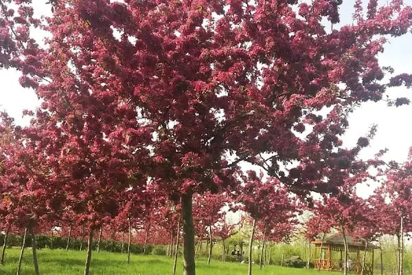 Çağdaşkent Parkı - Resim 5