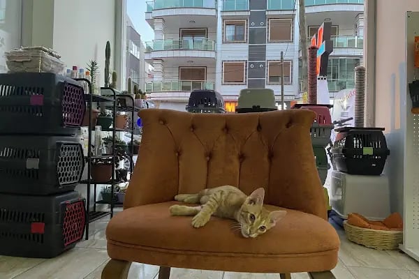 İLYADA VETERİNER Muayenehanesi - Resim 18