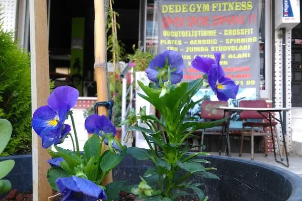 Dede Gym - Resim 17
