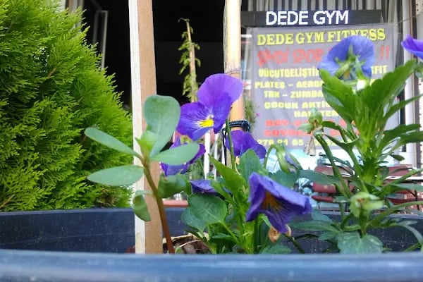 Dede Gym - Resim 3