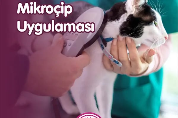 Alphamed Veteriner Kliniği - Resim 11