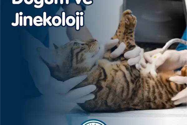 Alphamed Veteriner Kliniği - Resim 13