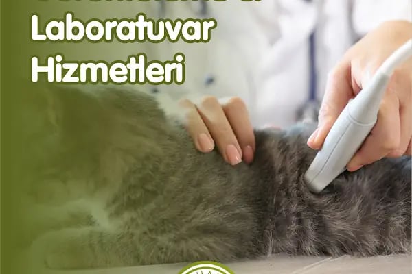 Alphamed Veteriner Kliniği - Resim 12