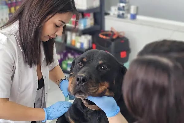 Alphamed Veteriner Kliniği - Resim 8