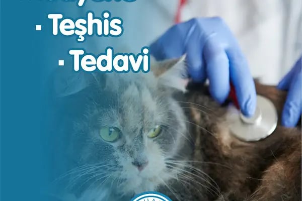 Alphamed Veteriner Kliniği - Resim 14
