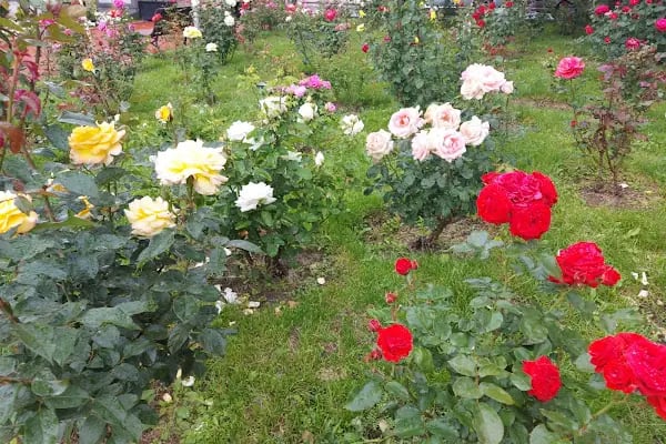 Keçiören Atatürk Doğal Yaşam Parkı - Resim 9