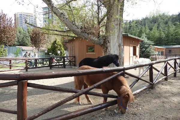 Keçiören Atatürk Doğal Yaşam Parkı - Resim 6