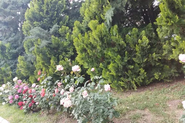 Keçiören Atatürk Doğal Yaşam Parkı - Resim 14
