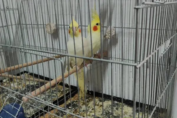 Beyza Petshop Akvaryum &amp; Kuş Galerisi - Resim 7