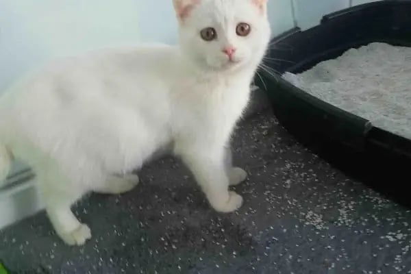 Beyza Petshop Akvaryum &amp; Kuş Galerisi - Resim 19