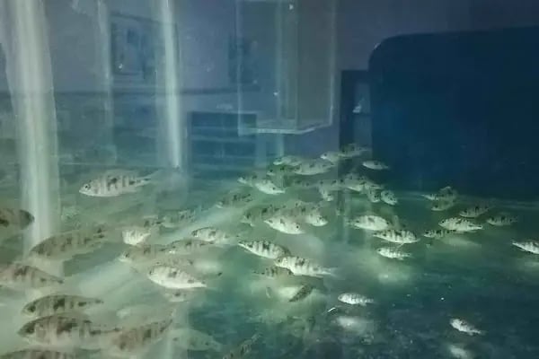 Beyza Petshop Akvaryum &amp; Kuş Galerisi - Resim 20