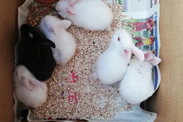 Beyza Petshop Akvaryum &amp; Kuş Galerisi - Resim 3