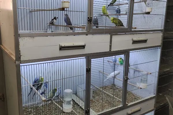 Beyza Petshop Akvaryum &amp; Kuş Galerisi - Resim 4