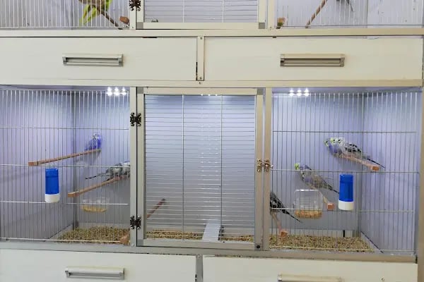 Beyza Petshop Akvaryum &amp; Kuş Galerisi - Resim 10