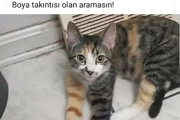 Şehitlik Taksi - Resim 13