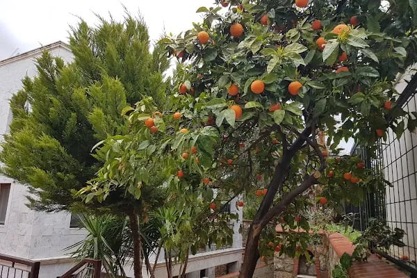 Bodrum Stone House Hotel - Resim 20